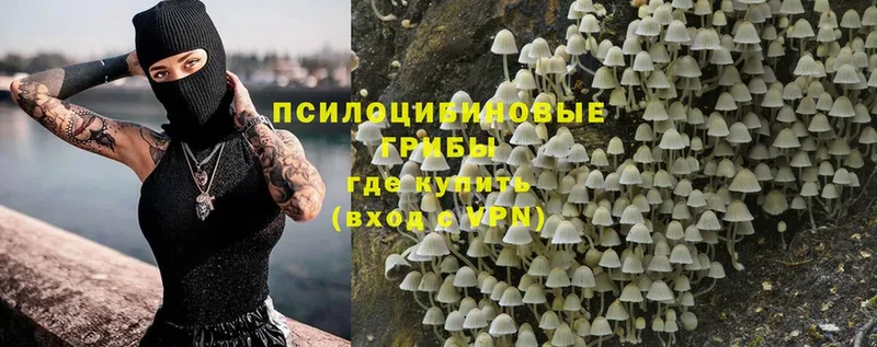 Псилоцибиновые грибы Psilocybe  Химки 